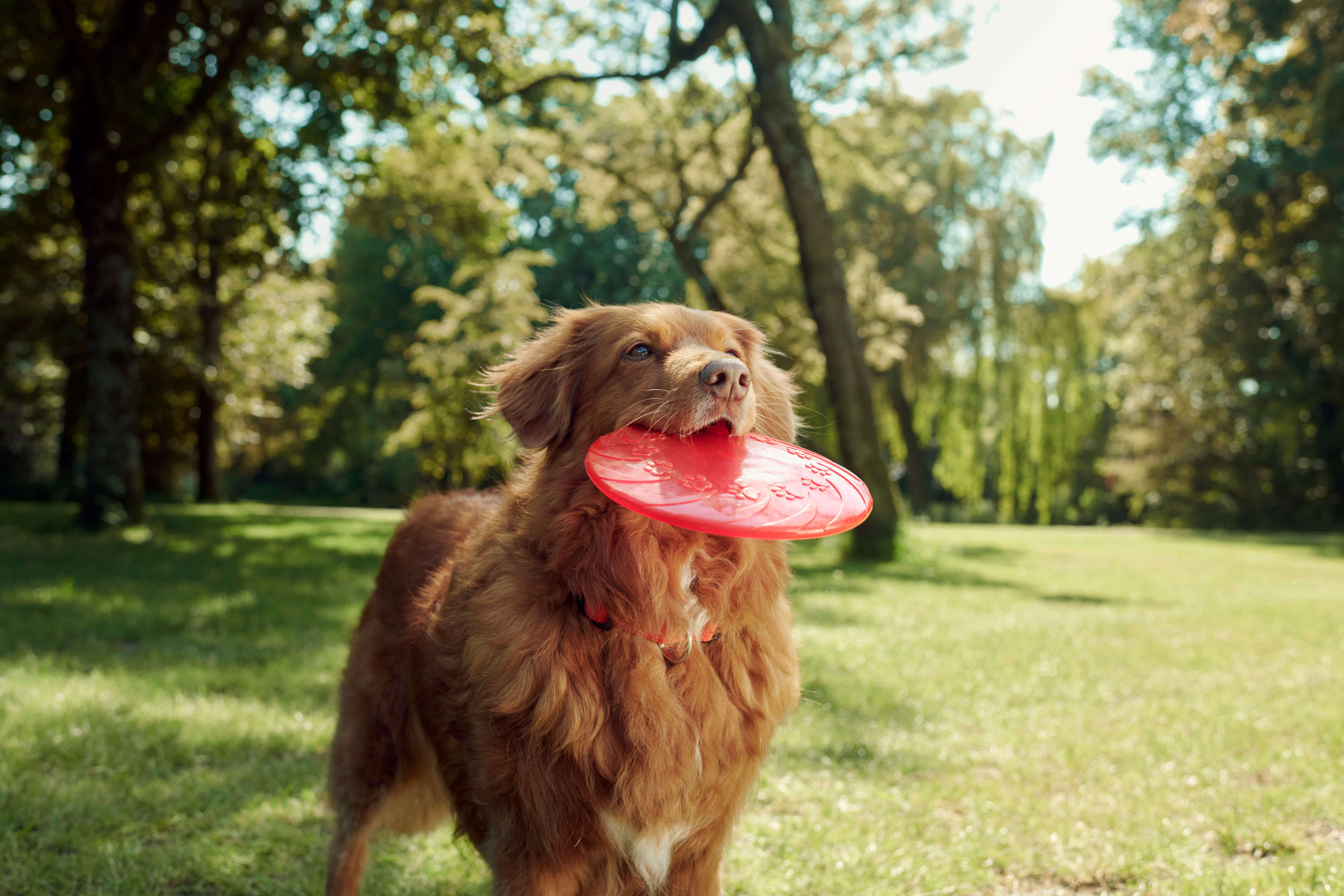 Hond frisbee welkoop